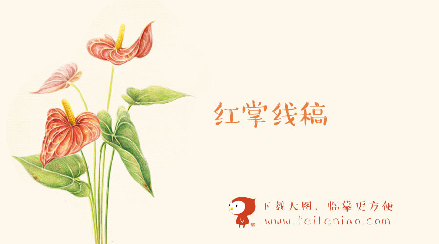 《色铅笔下的花世界》高清线稿下载【红掌】