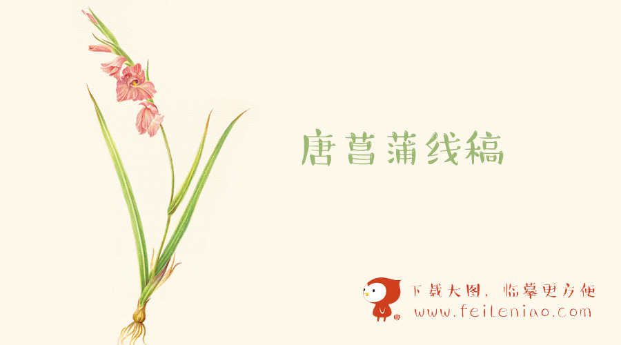 《色铅笔下的花世界》高清线稿下载【唐菖蒲】