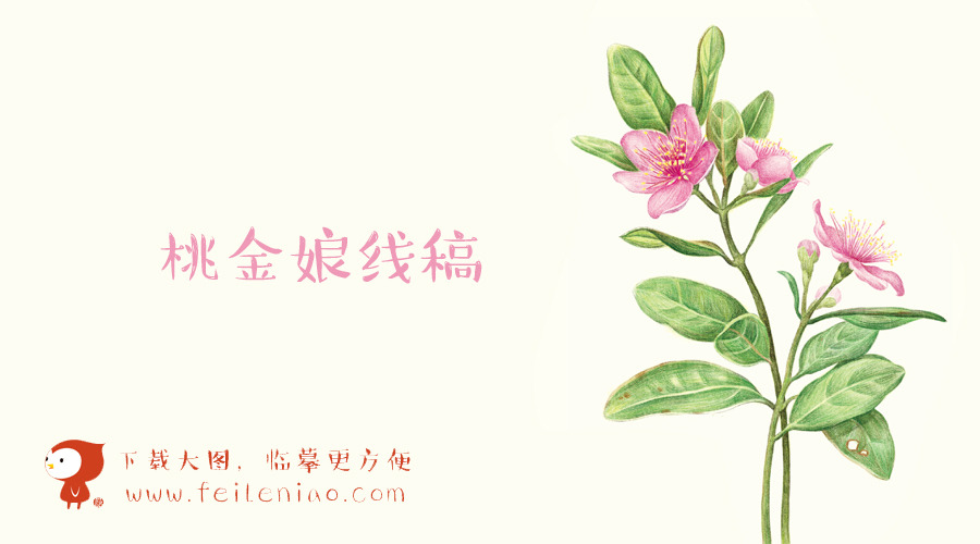 《色铅笔下的植物王国》高清线稿下载【桃金娘】