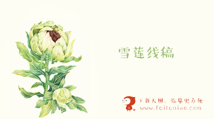 《色铅笔下的植物王国》高清线稿下载【雪莲】